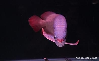 龍魚的飼養(yǎng)溫度要求：龍魚水溫多少合適