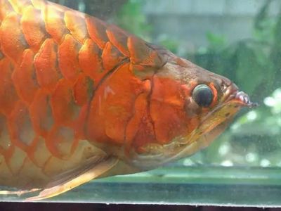 廣州哪里有金龍魚(yú)賣呀：在廣州哪里可以買到金龍魚(yú)