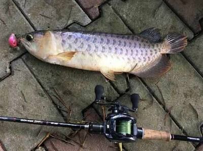 金龍魚的水溫多少度好釣魚：金龍魚養(yǎng)殖水溫多少合適