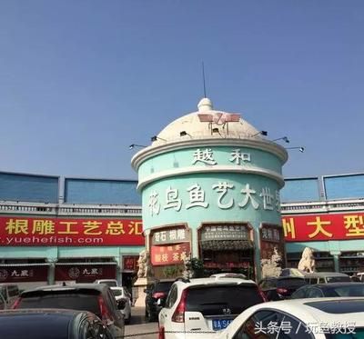 來賓龍魚專賣店：來賓市興賓區(qū)龍百樂魚館鳳臨路店