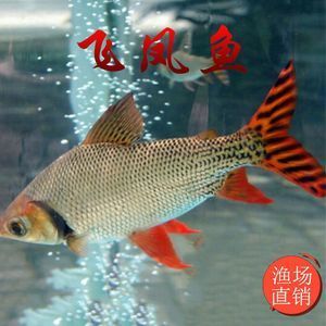 龍魚和飛鳳魚：飛鳳魚和亞洲龍魚、亞洲龍魚、亞洲龍魚、亞洲龍魚混養(yǎng)