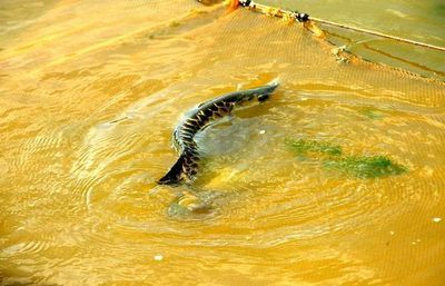 龍魚的魚鱗掉了一個(gè)可以恢復(fù)嗎視頻：龍魚的魚鱗掉落后魚鱗掉了怎么辦龍魚魚鱗掉了怎么辦