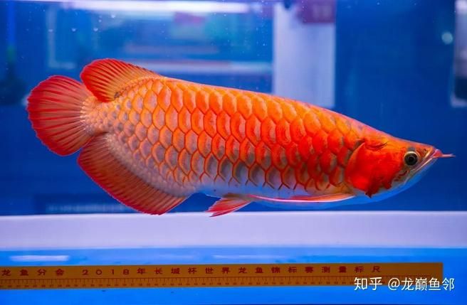 紅龍魚(yú)品牌推薦知乎：紅龍魚(yú)品牌排行榜