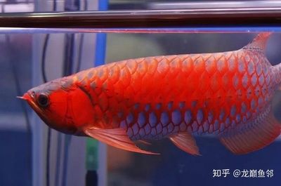 紅龍魚(yú)品牌推薦知乎：紅龍魚(yú)品牌排行榜