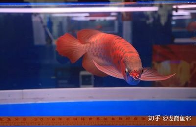 紅龍魚(yú)品牌推薦知乎：紅龍魚(yú)品牌排行榜