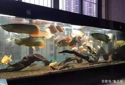 龍魚缸多大比較好看：龍魚缸尺寸選購指南龍魚缸尺寸選購指南龍魚缸尺寸