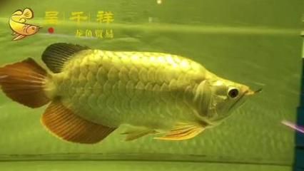 福龍金龍魚：福龍金龍魚價(jià)格 龍魚百科 第2張