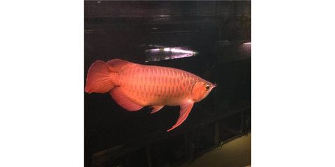 紅龍魚的喂養(yǎng)方法視頻：紅龍魚的飼養(yǎng)技巧