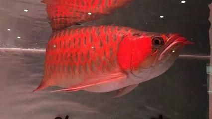 紅龍魚(yú)的挑選技巧視頻：紅龍魚(yú)的挑選技巧