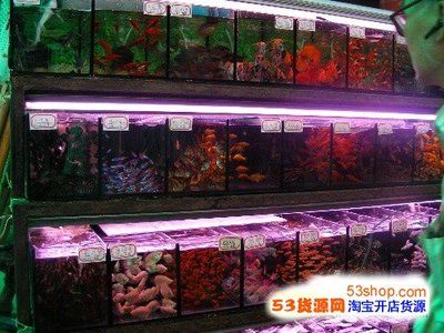 廣州魚缸批發(fā)市場ff祥龍魚場：廣州魚缸批發(fā)市場