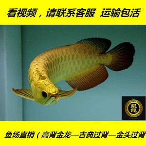 金頭金龍魚視頻：30篇金頭金龍魚視頻在線觀看金頭金龍魚視頻在線觀看