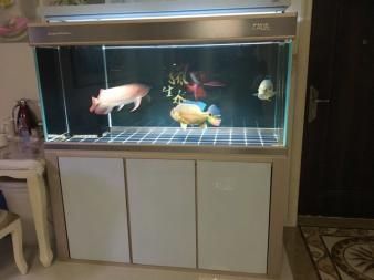 紅龍魚在哪里買便宜的魚缸：紅龍魚價格多少錢一條