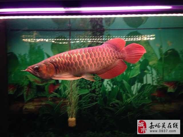 紅龍魚怎么賣錢：紅龍魚價格怎么樣