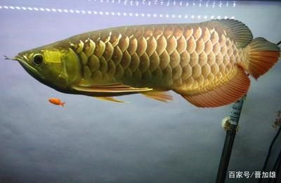 金龍魚(yú)需要鹽嗎：金魚(yú)養(yǎng)殖的注意事項(xiàng)