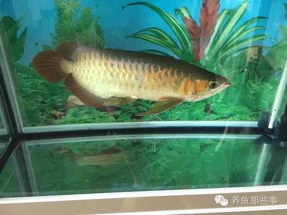 龍魚(yú)就在一個(gè)角落呆著：龍魚(yú)呆在角落是怎么回事