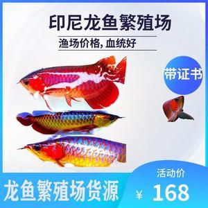 龍魚(yú)苗價(jià)格多少：龍魚(yú)苗價(jià)格信息：龍魚(yú)苗的價(jià)格差異大，從幾十元到數(shù)十萬(wàn)元不等