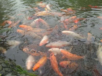 龍魚可以和鯊魚一起飼養(yǎng)嗎：龍魚可以和鯊魚混養(yǎng)嗎？ 龍魚百科 第3張