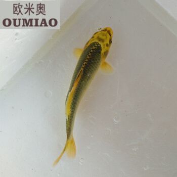 龍魚能放生嗎有講究嗎：龍魚的種類與特征