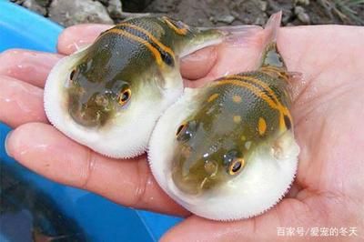 龍魚需要造景嗎：養(yǎng)龍魚要用多大的魚缸 龍魚百科 第3張