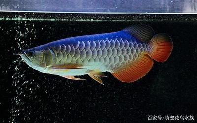 龍魚眼睛下垂怎么治療好得快一點：龍魚眼睛下垂怎么辦