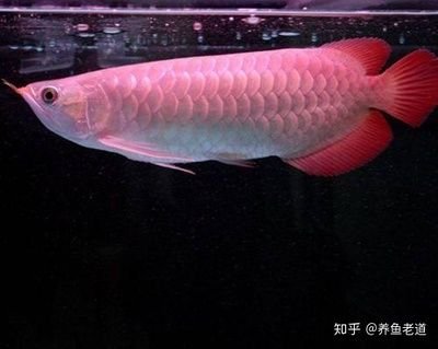 龍魚身體有點傾斜怎么辦：龍魚身體傾斜怎么辦 龍魚百科 第2張