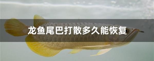 龍魚(yú)美容怎么要把尾巴割散掉：龍魚(yú)美容中的尾巴修整