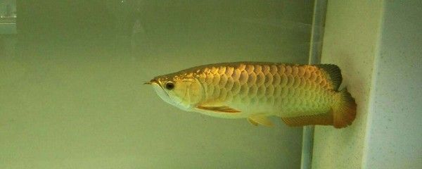 龍魚(yú)美容怎么要把尾巴割散掉：龍魚(yú)美容中的尾巴修整