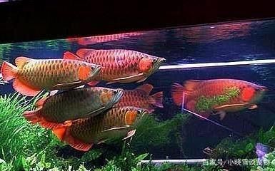 龍魚(yú)能放生嗎有講究嗎有講究嗎：放生龍魚(yú)是一種古老的原始淡水魚(yú)，它們是一種古老的原始淡水魚(yú)