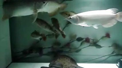 龍魚互相打架怎么處理視頻：如何處理龍魚打架問題 龍魚百科 第3張