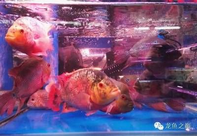 廣州哪里買龍魚最便宜的魚：如何挑選健康的龍魚 龍魚百科 第2張