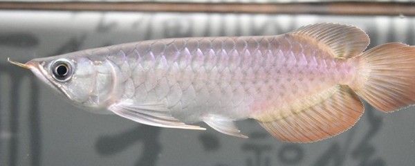 龍魚(yú)趴缸一個(gè)月了正常嗎：龍魚(yú)趴缸一個(gè)月并不正常，可能是由于多種原因?qū)е碌? title=