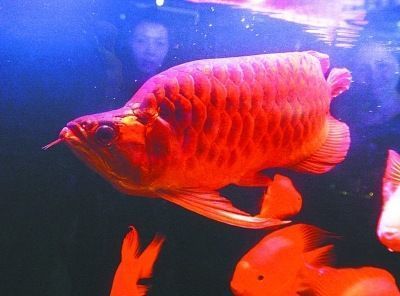 紅龍魚(yú)怎么賣(mài)出去：紅龍魚(yú)成功銷(xiāo)售紅龍魚(yú)需要綜合考慮多個(gè)方面的因素 龍魚(yú)百科 第2張