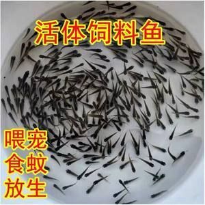 龍魚(yú)剪尾巴有什么用：龍魚(yú)剪尾巴再生，龍魚(yú)剪尾巴會(huì)影響美觀度提升、預(yù)防尾巴斷裂 龍魚(yú)百科 第3張