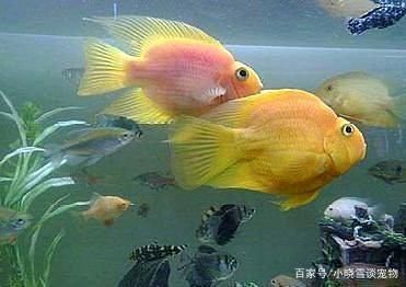 龍魚和鸚鵡魚混養(yǎng)：龍魚和鸚鵡魚可以混養(yǎng)嗎