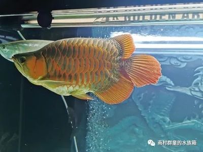 龍魚飼養(yǎng)難度如何：龍魚的飼養(yǎng)難度因個(gè)人經(jīng)驗(yàn)和技巧不同而有所差異