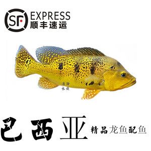 龍魚養(yǎng)殖溫度多少合適?。糊堲~養(yǎng)殖溫度指南龍魚的養(yǎng)殖溫度指南龍魚養(yǎng)殖注意事項(xiàng)