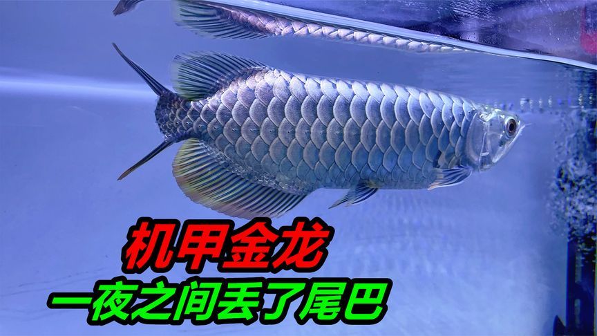 金龍魚尾巴掉了多久能恢復(fù)：金龍魚尾巴斷了多久能恢復(fù)到正常嗎，金龍魚尾巴斷了能長好嗎