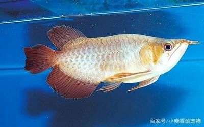 龍魚能放鹽嗎：飼養(yǎng)龍魚的注意事項 龍魚百科 第1張