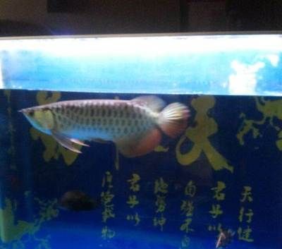 龍魚虎魚大小比例：龍魚是大型熱帶魚