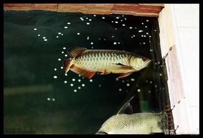 龍魚虎魚大小比例：龍魚是大型熱帶魚