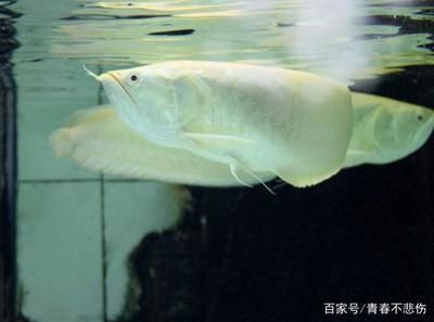 龍魚老頭魚：老頭魚與龍頭魚的區(qū)別 龍魚百科 第3張