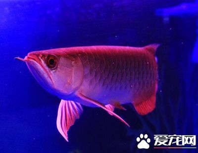 龍魚老頭魚：老頭魚與龍頭魚的區(qū)別 龍魚百科 第2張