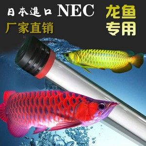 龍魚神燈是指哪個牌子：龍魚神燈品牌介紹龍魚神燈使用龍魚神燈使用注意事項 龍魚百科 第1張