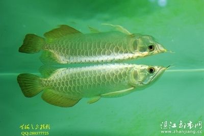 金龍魚芯片是什么意思 龍魚百科 第2張