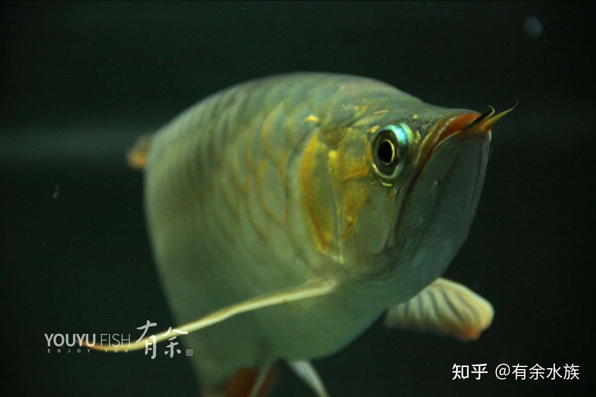 龍魚偶爾撞缸怎么回事：龍魚撞缸怎么辦