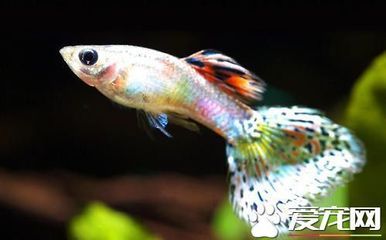 龍魚(yú)能和孔雀魚(yú)一起養(yǎng)嗎怎么養(yǎng)：孔雀魚(yú)和龍魚(yú)能否混養(yǎng)？