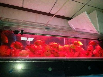 龍魚如何飼養(yǎng)和喂食視頻：龍魚的飼養(yǎng)和喂食方式