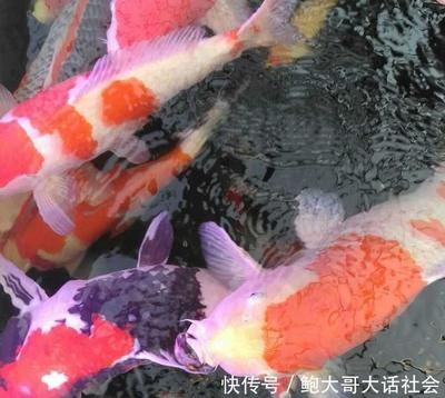 龍魚麻醉運(yùn)輸方法有哪些注意事項(xiàng)：如何提高龍魚運(yùn)輸過程中的存活率 龍魚百科 第2張