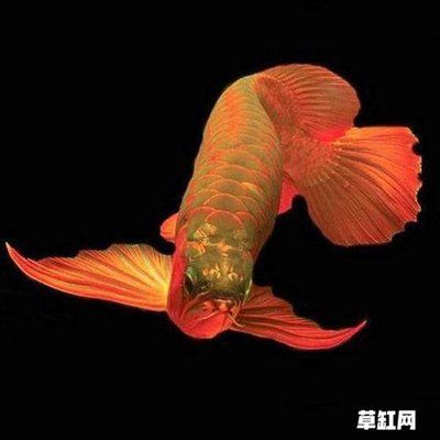 龍魚(yú)為什么叫龍魚(yú)不叫龍魚(yú)：龍魚(yú)為什么被稱為龍魚(yú)