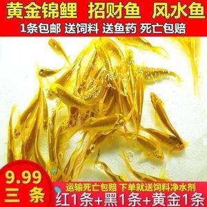 龍魚飼料魚夏天容易死：夏天是龍魚飼料魚死亡率較高的季節(jié)